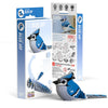 Blue Jay (Arrendajo azul) - Puzzle 3D de Cartón - Eugy Dodoland